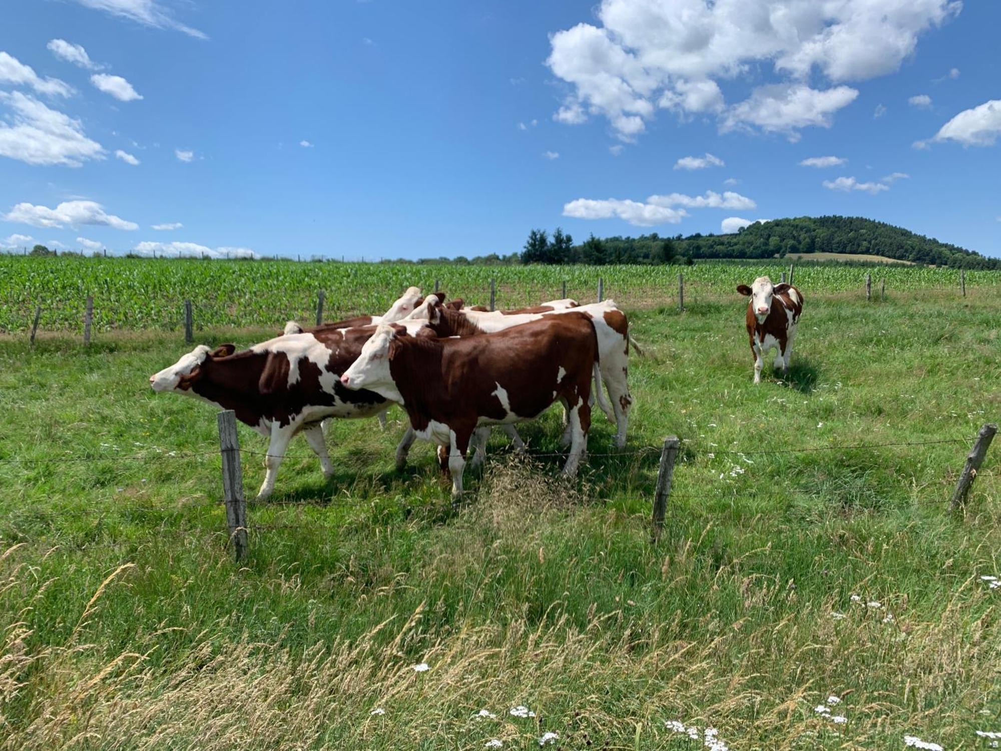 De Naussac Casa vacanze Langogne